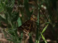 Snuitmotten [Pyralidae]